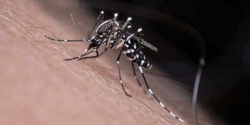 Asiatische Tigermücke sticht einen Menschen in den Arm