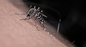 Asiatische Tigermücke sticht einen Menschen in den Arm