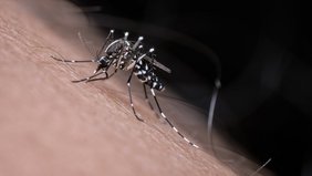 Asiatische Tigermücke Asiatische Tigermücke sticht einen Menschen in den Arm