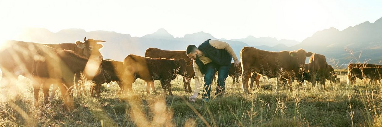 Bauer mit Kühen auf einem Feld im Herbst