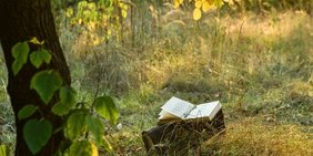 Ein Buch liegt aufgeschlagen auf einem Baumstumpf auf einer Waldlichtung bei Sonnenuntergang.