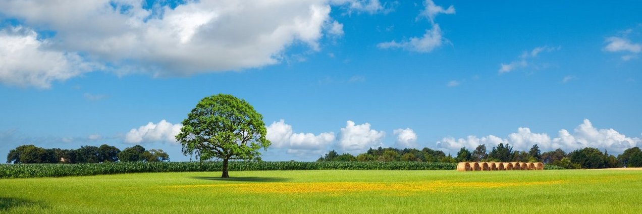 Baum im Sommer auf saftig grüner Wiese und strahlend blauem Himmel.