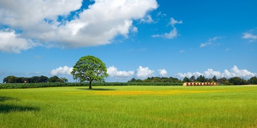 Baum im Sommer auf saftig grüner Wiese und strahlend blauem Himmel.