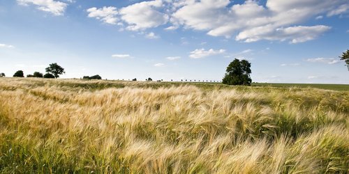 Weitläufiges Feld mit Ähren an einem Sommertag