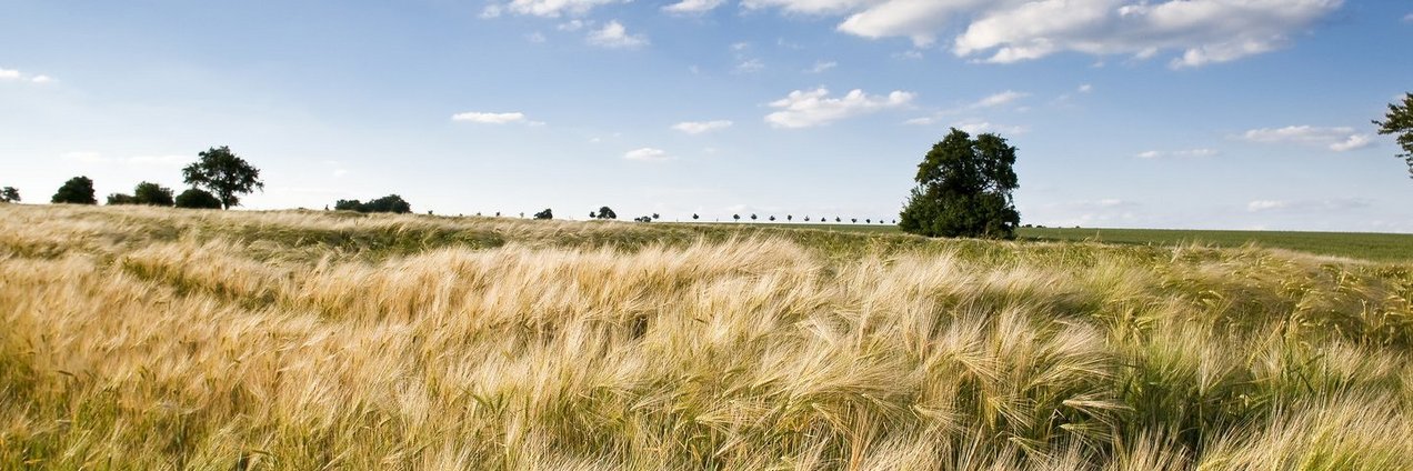 Weitläufiges Feld mit Ähren an einem Sommertag