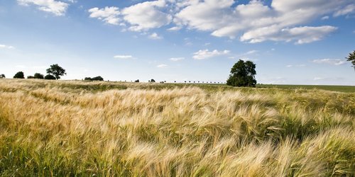 Weitläufiges Feld mit Ähren an einem Sommertag