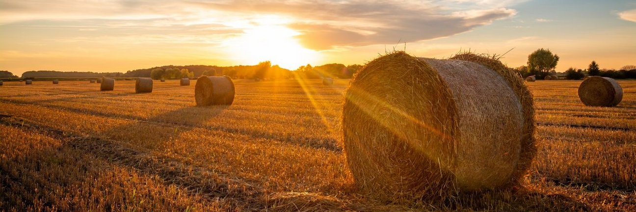 Sonnenaufgang über einem Feld mit großen Heuballen.