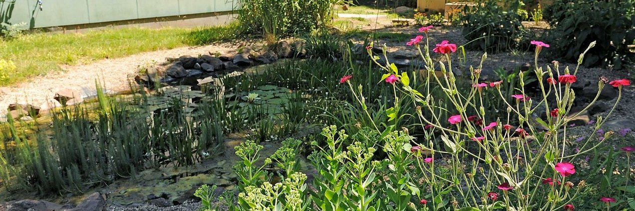 Ein kleiner idyllischer Teich inmitten eines Garten mit Blumen und Bambus in einer Ecke vor zwei Schulgebäuden