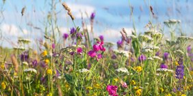 Wildblumenwiese mit blauem Himmel
