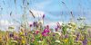 Wildblumenwiese Wildblumenwiese mit blauem Himmel