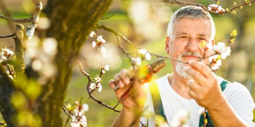 Älterer Mann beim Gärtnern. Er kürzt mit einer Gartenschere den Zweig eines Baumes.