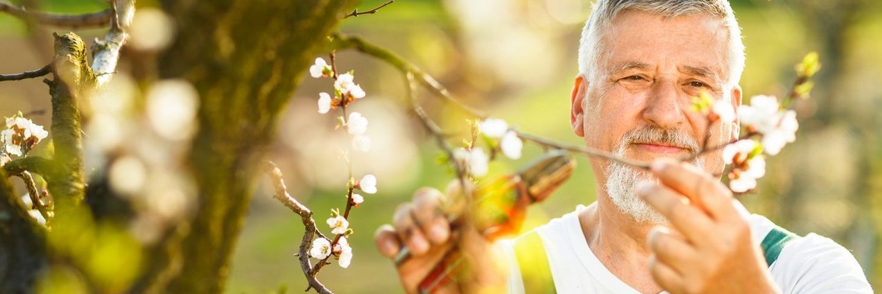 Älterer Mann beim Gärtnern. Er kürzt mit einer Gartenschere den Zweig eines Baumes.