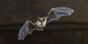 Zwergfledermaus Eine Zwergfledermaus im Flug in der Dunkelheit.