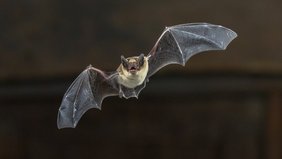 Eine Zwergfledermaus im Flug in der Dunkelheit.