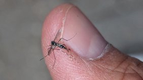 Eine getötete Asiatische Tigermücke auf dem Finger des Finders abfotografiert.
