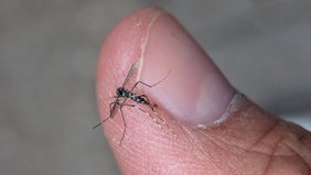 Eine getötete Asiatische Tigermücke auf dem Finger des Finders abfotografiert.