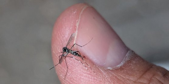 Eine getötete Asiatische Tigermücke auf dem Finger des Finders abfotografiert.