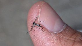 Eine getötete Asiatische Tigermücke auf dem Finger des Finders abfotografiert.