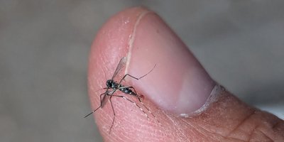 Eine getötete Asiatische Tigermücke auf dem Finger des Finders abfotografiert.