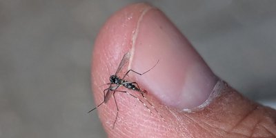 Asiatische Tigermücke Eine getötete Asiatische Tigermücke auf dem Finger des Finders abfotografiert.