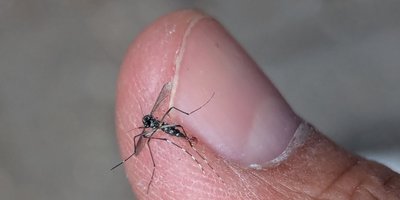 Eine getötete Asiatische Tigermücke auf dem Finger des Finders abfotografiert.